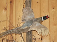 Flying Pheasant Mounted on Fence Post